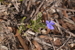 Dampiera linearis
