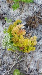 Dasispermum