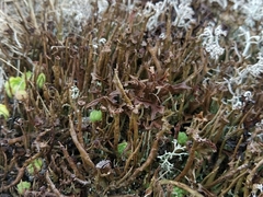 Cladonia macroceras