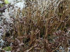 Cladonia macroceras