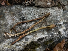 Cladonia macroceras