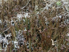 Cladonia macroceras