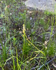 Toxicoscordion venenosum venenosum