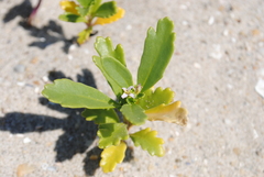 Cakile edentula edentula