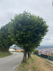 Platanaceae