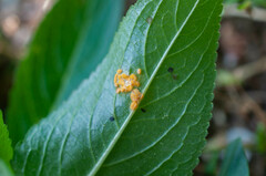 Melampsora rostrupii