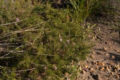 Melaleuca tinkeri