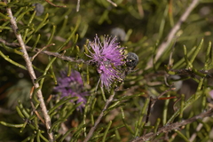 Melaleuca tinkeri