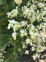 Styphnolobium japonicum