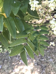 Styphnolobium japonicum