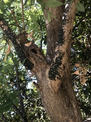 Styphnolobium japonicum