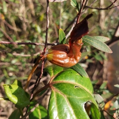 Aristolochia macroura