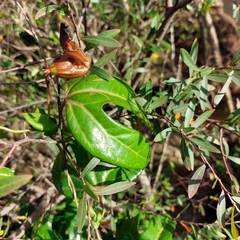 Aristolochia macroura