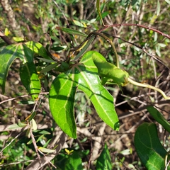 Aristolochia macroura