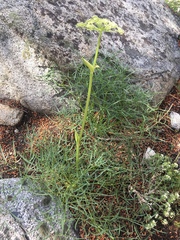 Angelica lineariloba