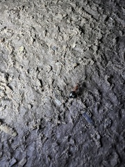 Formica xerophila