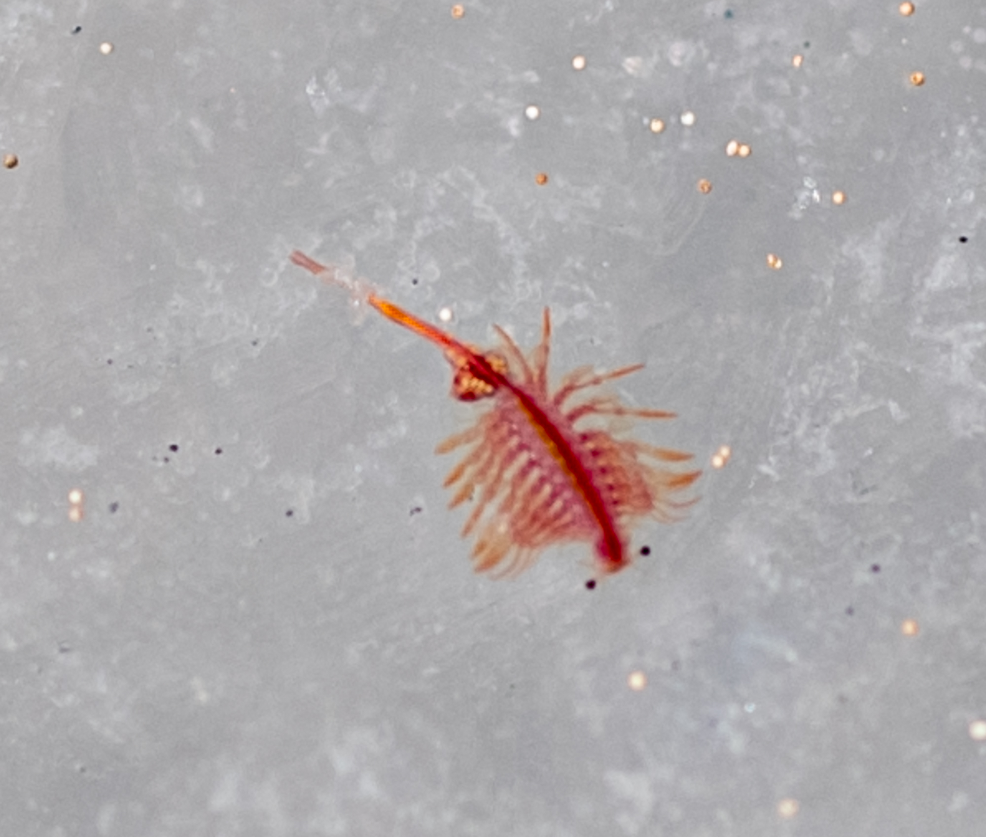 Artemia salina (Linnaeus, 1758)