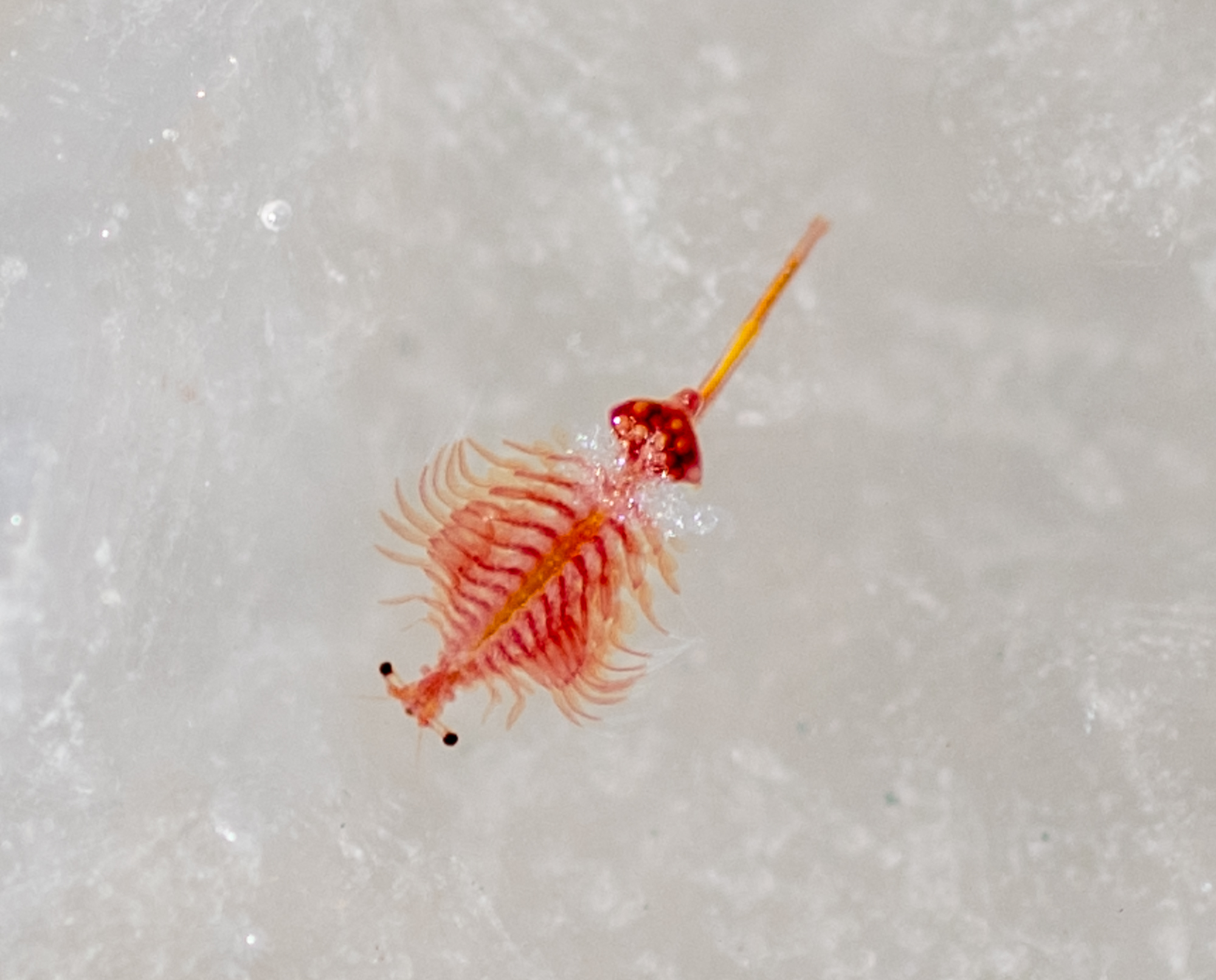 Artemia salina (Linnaeus, 1758)