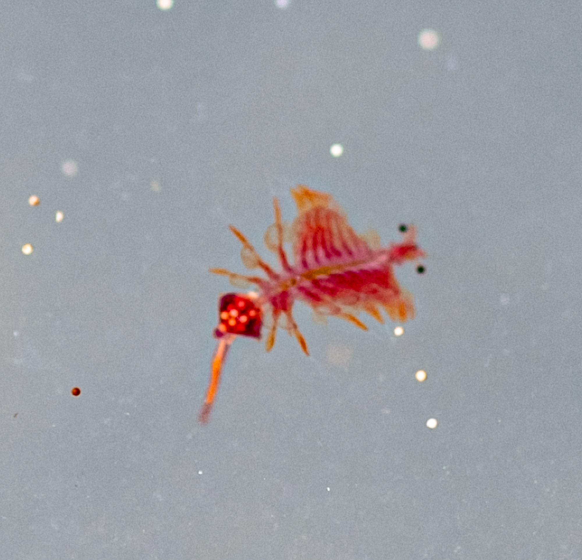 Artemia salina (Linnaeus, 1758)