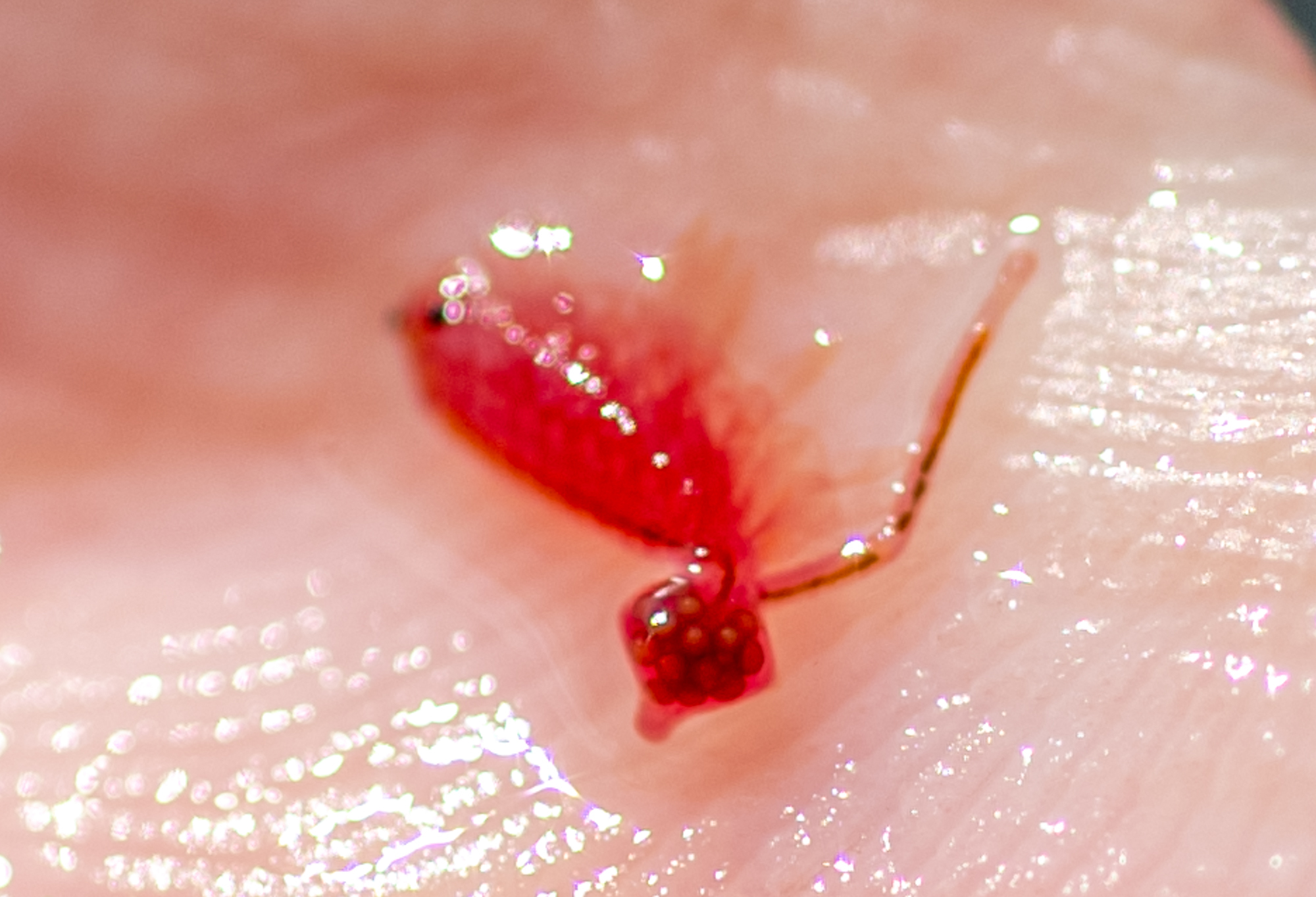 Artemia salina (Linnaeus, 1758)
