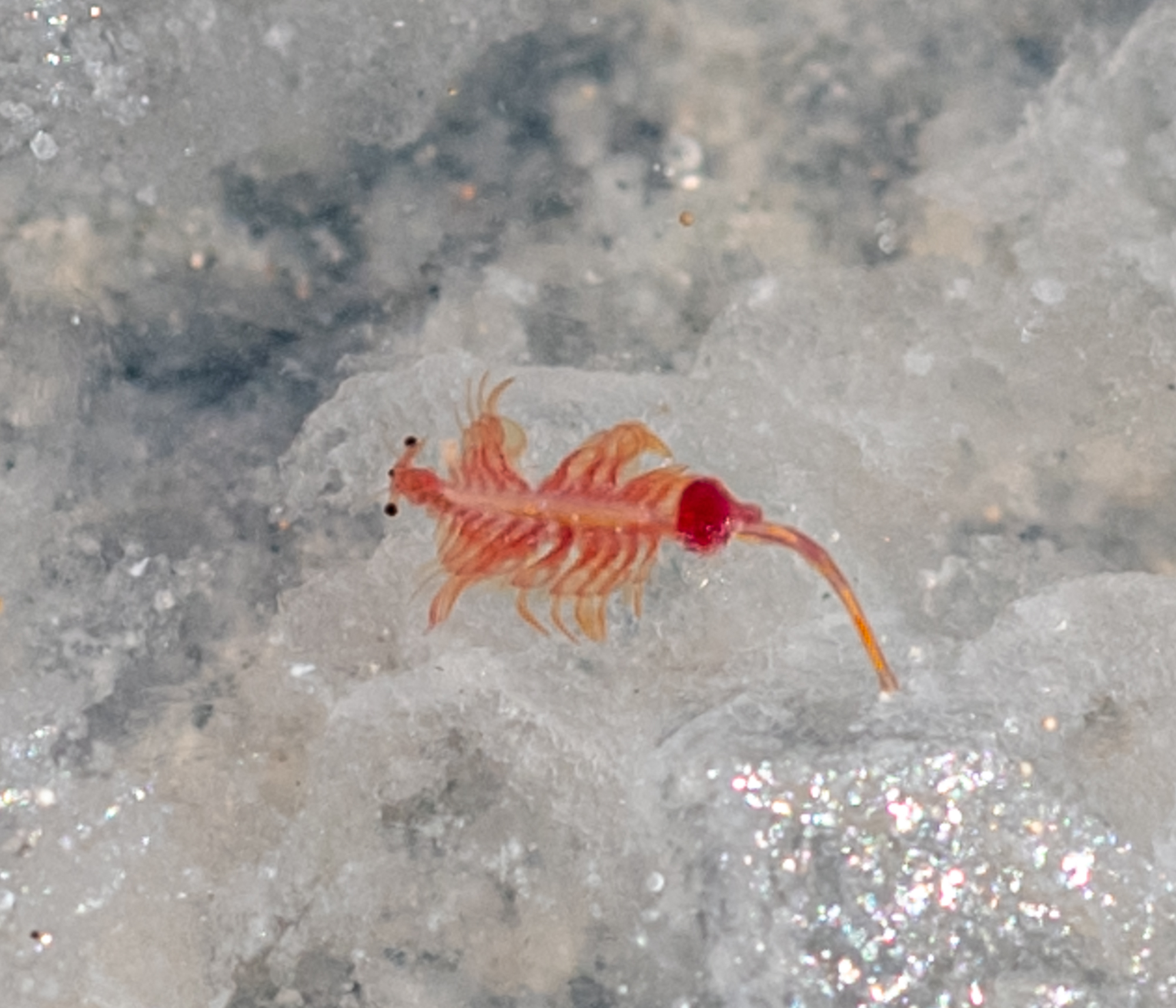 Artemia salina (Linnaeus, 1758)