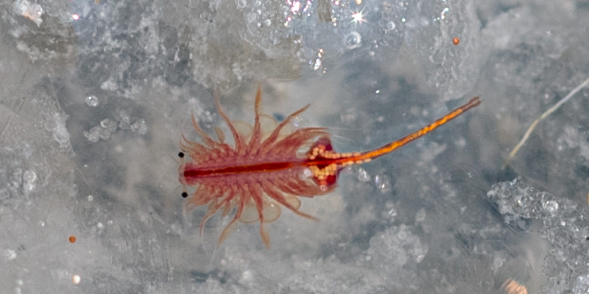 Artemia salina (Linnaeus, 1758)