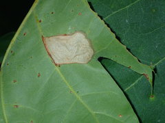 Phyllonorycter aeriferella