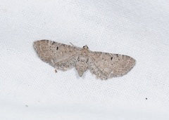 Eupithecia veratraria