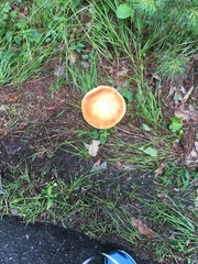 Fungi