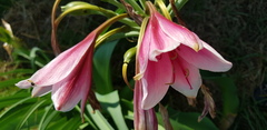 Crinum bulbispermum