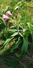 Crinum bulbispermum