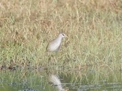 Poliolimnas cinereus
