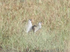 Poliolimnas cinereus