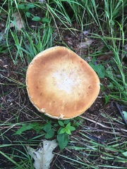 Fungi