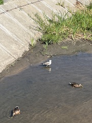 Larus canus