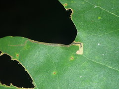 Stigmella nigriverticella