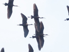 Plegadis falcinellus