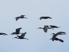 Plegadis falcinellus