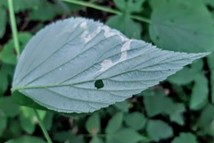 Stigmella splendidissimella