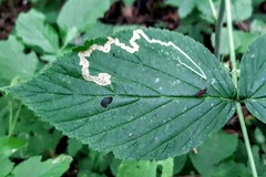 Stigmella splendidissimella