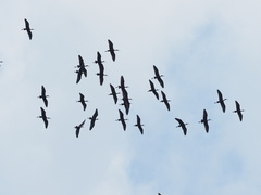 Plegadis falcinellus