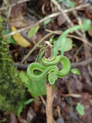 Craspedocephalus macrolepis