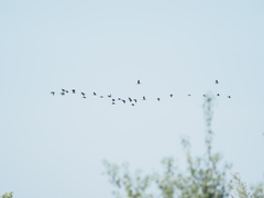 Plegadis falcinellus