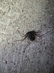 Paraphrynus carolynae