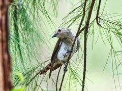 Chrysococcyx minutillus