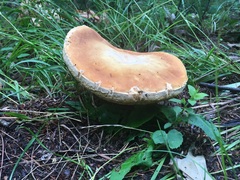 Fungi