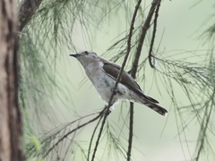 Chrysococcyx minutillus