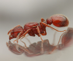 Tetramorium hispidum