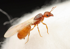 Pheidole cerebrosior