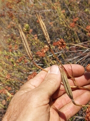Calochortus splendens